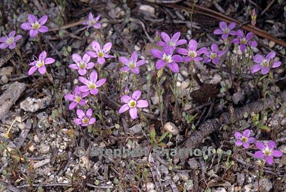 navarretia leptalea ssp bicolor 2 graphic